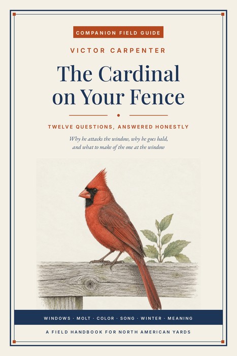 The Cardinal on Your Fence