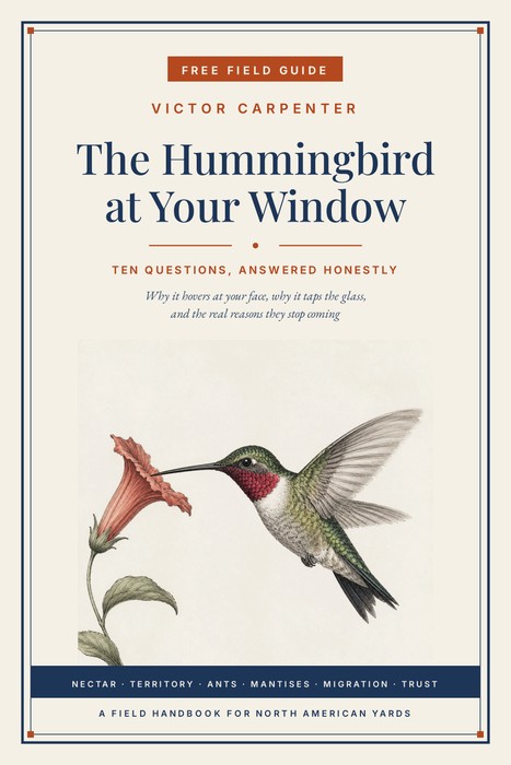 The Hummingbird at Your Window