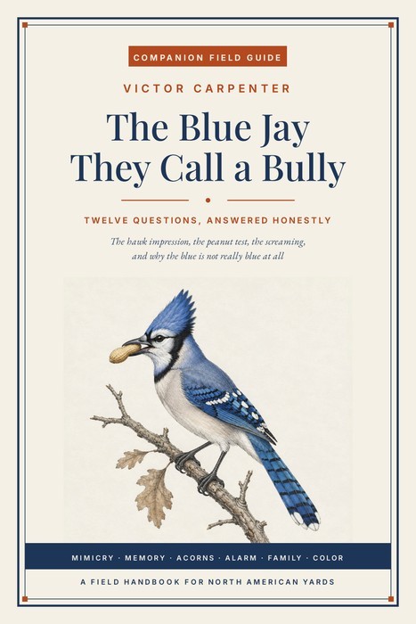 The Blue Jay They Call a Bully