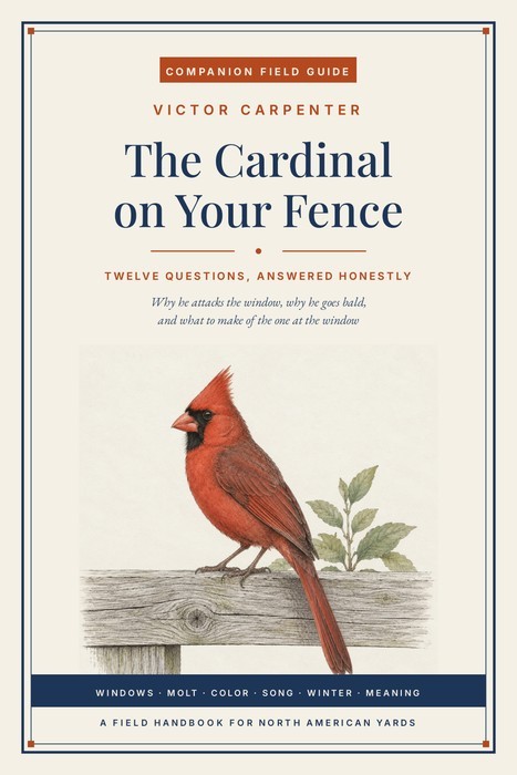 The Cardinal on Your Fence