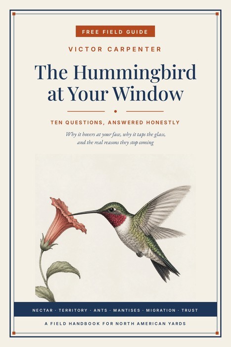 The Hummingbird at Your Window