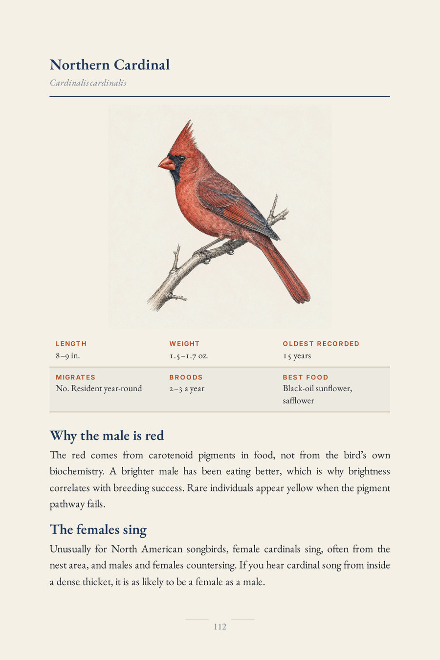 Northern Cardinal species page